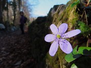 MONTE SUCHELLO (1541 m), fiorito in basso , innevato in alto, da Costa Serina il 19 marzo 2026  - FOTOGALLERY